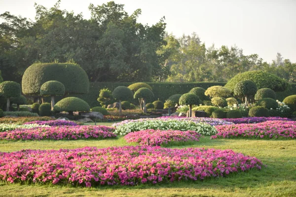 Fleurs Colorées Dans Beau Jardin — Photo