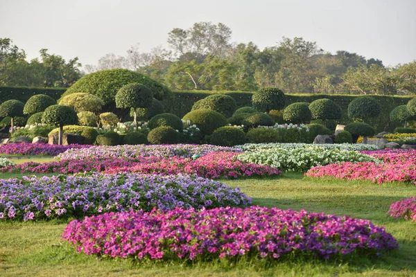 Flores Coloridas Hermoso Jardín — Foto de Stock