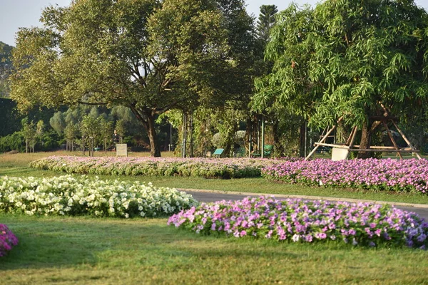 Fleurs Colorées Dans Beau Jardin — Photo