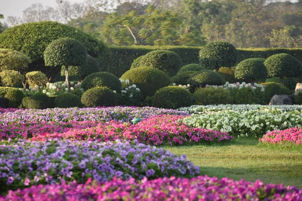 Colorful Flowers Beautiful Garden — Stock Photo, Image