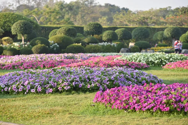 Kolorowe Kwiaty Pięknym Ogrodzie — Zdjęcie stockowe