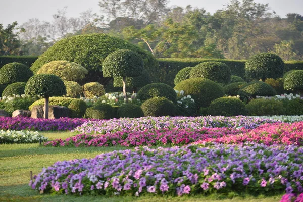 Красочные Цветы Красивом Саду — стоковое фото