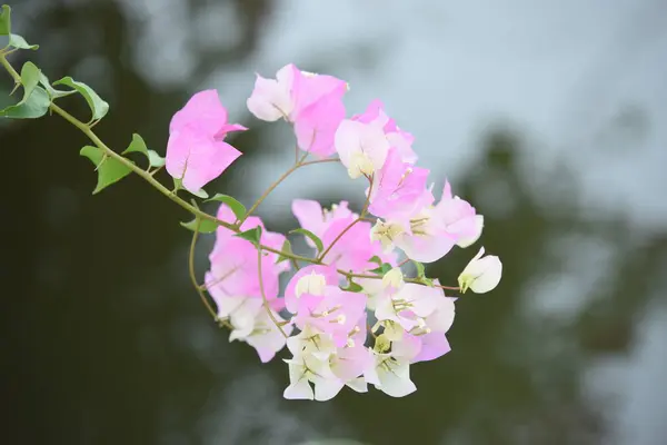 Barevné Květiny Krásné Zahradě — Stock fotografie