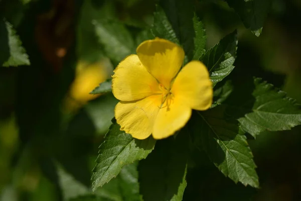 美しい庭のカラフルな花 — ストック写真