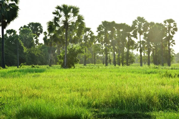 下午阳光下的绿稻田和糖棕榈树 — 图库照片