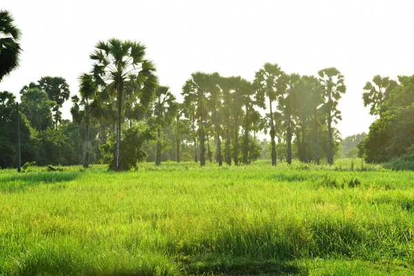 Uitzicht Groene Rijstvelden Met Rijst Suikerpalmbomen Middagzon — Stockfoto