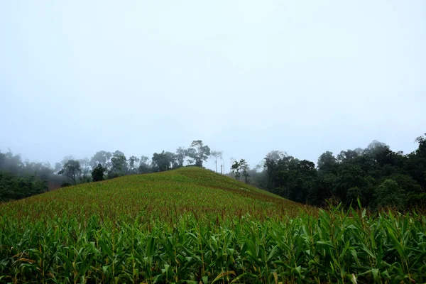 Hermoso Paisaje Verde Montaña Tailandia — Foto de Stock