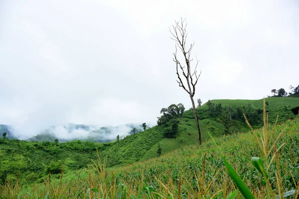 Hermoso Paisaje Verde Montaña Tailandia — Foto de Stock