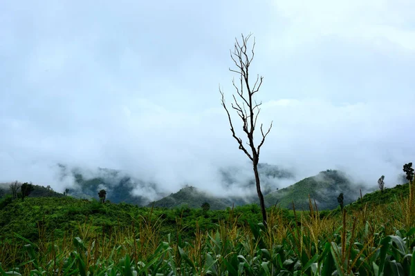 Hermoso Paisaje Verde Montaña Tailandia — Foto de Stock