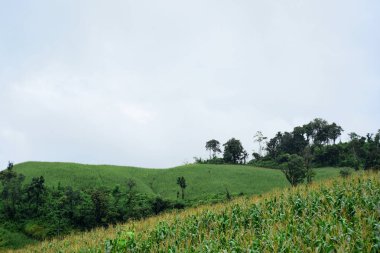 Tayland 'daki güzel yeşil dağ manzarası