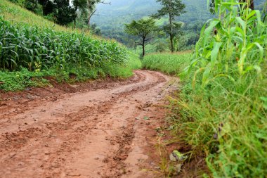 Tayland 'daki güzel yeşil dağ manzarası