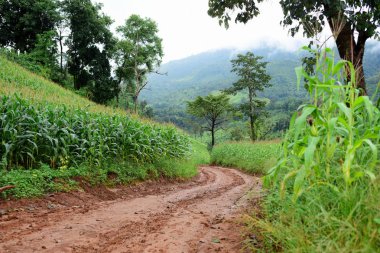 Tayland 'daki güzel yeşil dağ manzarası