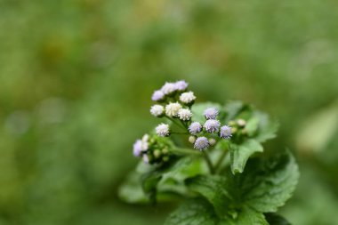 Mavi yeşil alan arka planında yabani beyaz çiçekler  