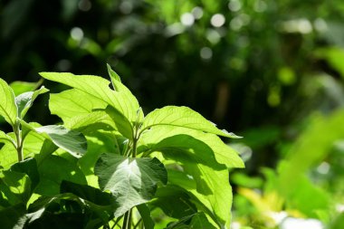Tayland 'da yeşil tropikal orman