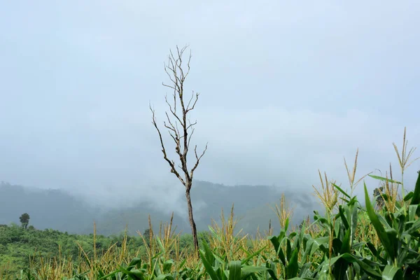 Hermoso Paisaje Verde Montaña Tailandia — Foto de Stock