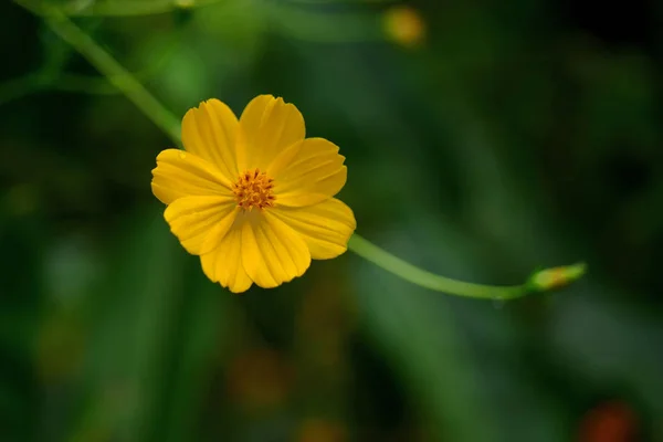 Gelbe Kosmos Blume Garten — Stockfoto