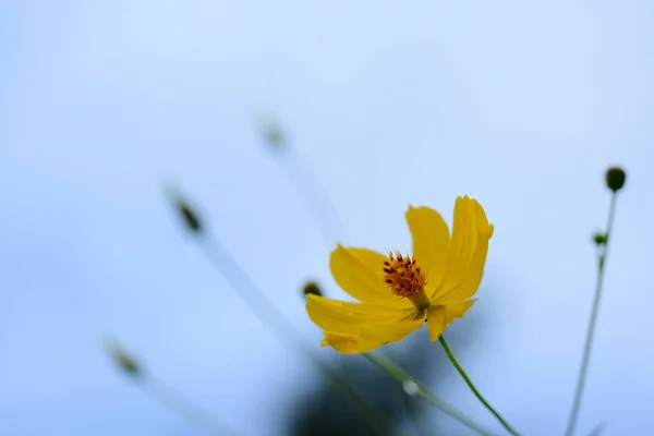 Gelbe Kosmos Blume Garten — Stockfoto