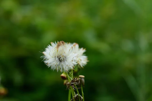 Grön Tropisk Skog Thailand — Stockfoto