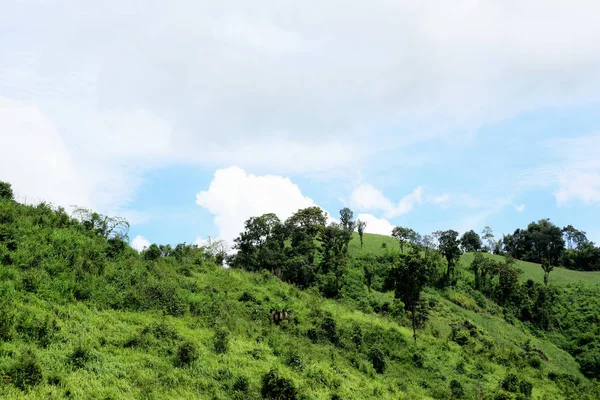 Green Mountain Landscape Thailand — Stock Photo, Image