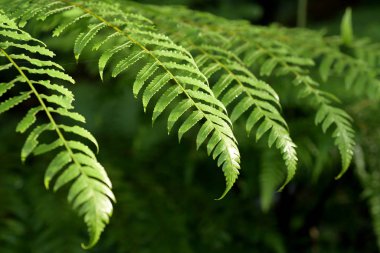 Tayland 'da yeşil tropikal orman