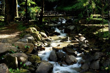 Tropikal ormandaki dağ nehri