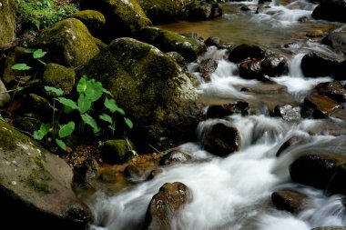 Tropikal ormandaki dağ nehri