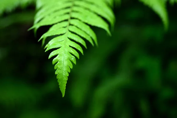 Floresta Tropical Verde Tailândia — Fotografia de Stock