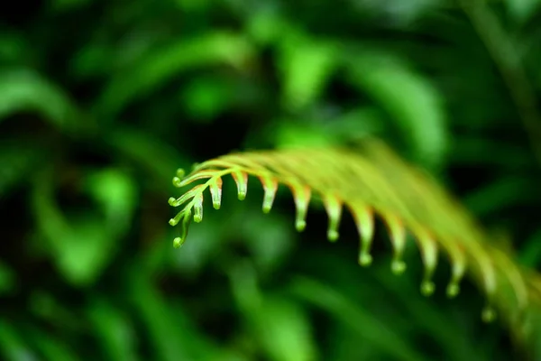 Bosque Tropical Verde Tailandia —  Fotos de Stock