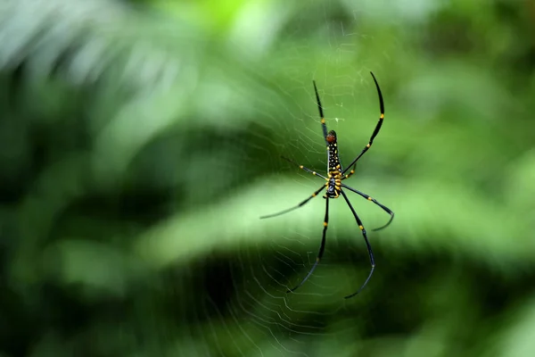 Spider Green Tropical Forest Thailand — Stock Photo, Image