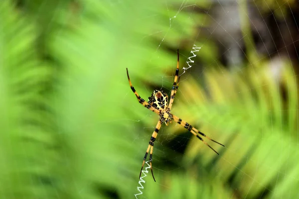 Pavouk Zeleném Tropickém Lese Thajsku — Stock fotografie