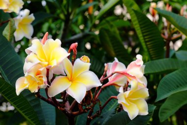 group of yellow white and pink flowers (Frangipani, Plumeria) White and yellow frangipani flowers with leaves in background.Plumeria flower blooming 