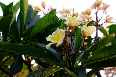 group of yellow white and pink flowers (Frangipani, Plumeria) White and yellow frangipani flowers with leaves in background.Plumeria flower blooming 