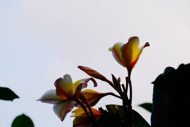 group of yellow white and pink flowers (Frangipani, Plumeria) White and yellow frangipani flowers with leaves in background.Plumeria flower blooming 
