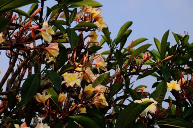 group of yellow white and pink flowers (Frangipani, Plumeria) White and yellow frangipani flowers with leaves in background.Plumeria flower blooming 