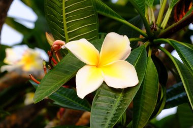 group of yellow white and pink flowers (Frangipani, Plumeria) White and yellow frangipani flowers with leaves in background.Plumeria flower blooming 