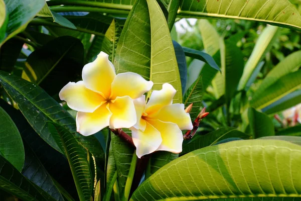 Gruppo Fiori Gialli Bianchi Rosa Frangipani Plumeria Fiori Frangipani Bianchi — Foto Stock