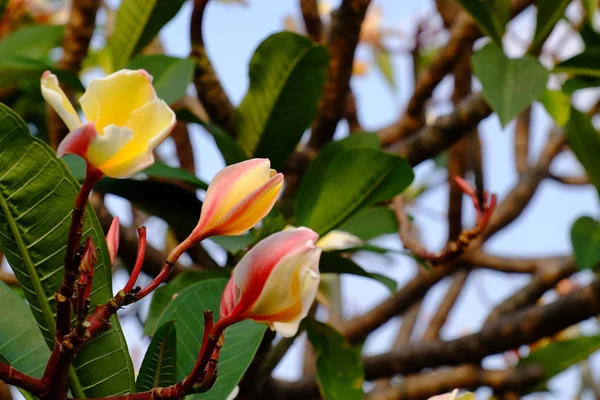 Grupo Flores Amarelas Brancas Rosa Frangipani Plumeria Flores Brancas Amarelas — Fotografia de Stock