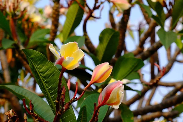 Hermosas Flores Plumeria Jardín — Foto de Stock