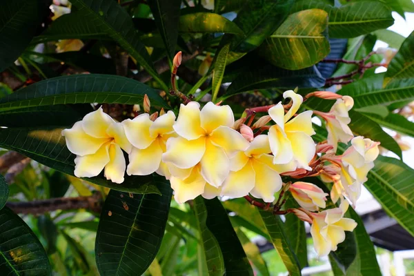 Группа Желтых Белых Розовых Цветов Frangipani Plumeria Белые Желтые Цветы — стоковое фото