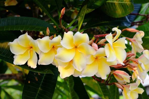 Krásné Plumeria Květiny Zahradě — Stock fotografie