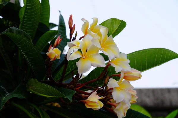 Skupina Žlutých Bílých Růžových Květů Frangipani Plumeria Bílé Žluté Frangipani — Stock fotografie