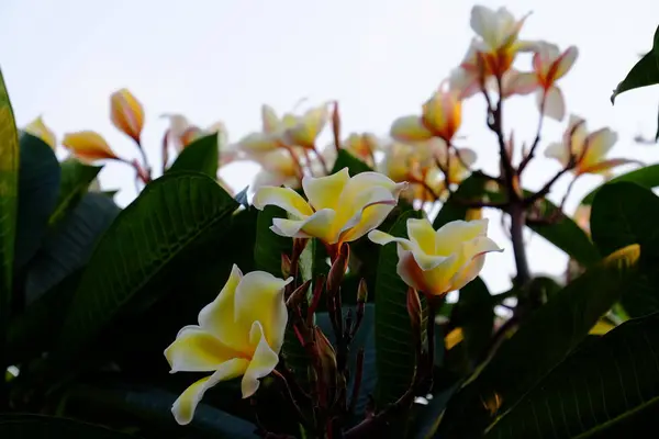 Csoport Sárga Fehér Rózsaszín Virágok Frangipani Plumeria Fehér Sárga Frangipani — Stock Fotó