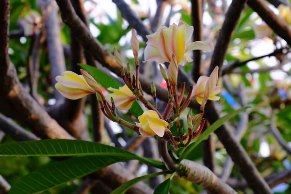 Mooie Plumeria Bloemen Tuin — Stockfoto