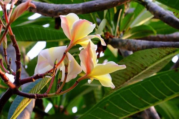 Hermosas Flores Plumeria Jardín — Foto de Stock