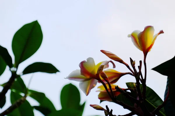 庭の美しいプルメリアの花 — ストック写真