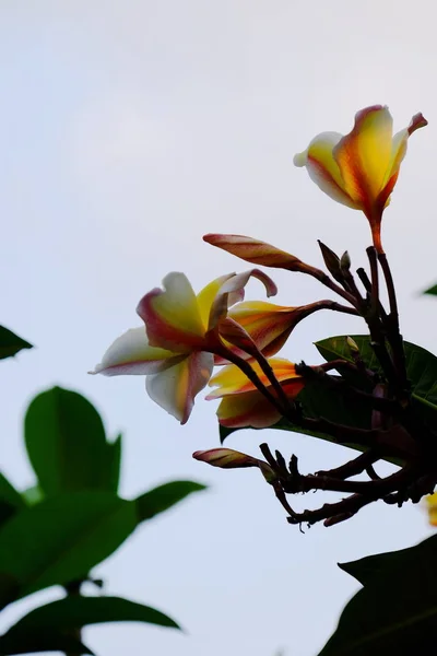 Hermosas Flores Plumeria Jardín — Foto de Stock