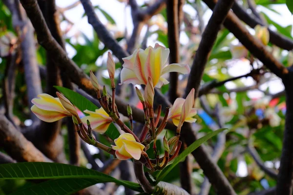 Hermosas Flores Plumeria Jardín — Foto de Stock