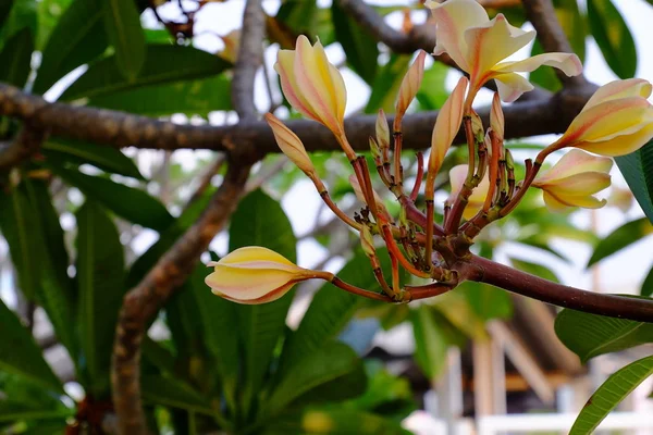 Krásné Plumeria Květiny Zahradě — Stock fotografie