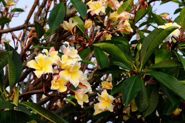 Lindas Flores Plumeria Jardim — Fotografia de Stock