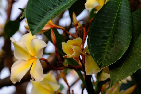 Hermosas Flores Plumeria Jardín —  Fotos de Stock